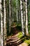 Foot path in an aspen forest in Finland national park