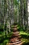 Foot path in an aspen forest in Finland national park