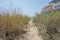 Foot path on the beach, dried grass on the side, summertime nature, outdoors, trail leading to the sea