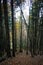 Foot path through forest in autumn with high trees