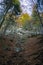 Foot path through forest in autumn with rocks