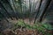 Foot path through forest down hill in autumn