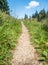 Foot path or nature trail in the woods with green grass on both sides and a bright blue sky