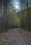 Foot Path into the Springtime Mountains