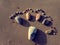 Foot, pebble, sand, art, beach