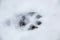 Foot print of a dog or a wolf on the white snow