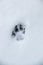 Foot print of a dog or a wolf on the white snow