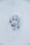 Foot print of a dog or a wolf on the white snow