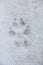 Foot print of a dog or a wolf on the white snow