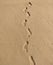 foot print impression on the sand in a seashore