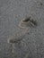 Foot print on sand beach in italian tirrenean coastline,Tuscany, Marina di Grosseto, Castiglione Della Pescaia, Italy