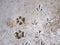 Foot Prints of Dogs and Birds on Concrete Floor