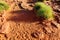 Foot prints on dry orange and ground in Australian outback