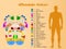 Foot reflexology diagram