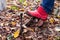 A foot in a rubber boot cleans the stuck dirt from the sole on a metal, forged shoe scraper in the backyard with fallen