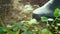 Foot in rubber boot steps on ripe puffball fungus. Smoky cloud of spores bursts out of raincoat mushroom