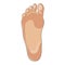 Foot sole illustration for biomechanics, footwear, shoe concepts, medical, health, massage, spa, acupuncture centers