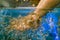 Foot Spa by Doctor fish , the freshwater fish used for treating