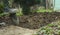 Foot with spade in dirt, farmer working