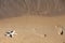 Foot and starfish prints on a sandy beach