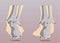 Foot supination and pronation vector illustration.