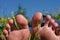 Foot toes sun nature