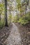 Foot trail in the forrest