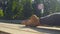 Foot of a woman doing yoga exercises in the park