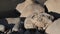footage of ancient fossils, ammonites, large stones