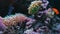 Footage Anemonia sulcata, Beadlet anemone actinia