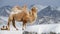 Footage of bactrian camel in winter landscape with Altai mountains