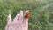 Footage of the beautiful tawny coster butterfly.