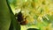 Footage Of Bee On Linden Tree Blossom