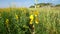 Footage Bee swarming on the red bloom flower.Video Close up focus beautiful collecting pollen floral.Honey honeycomb bee working