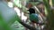 footage of Borneo Hooded Pitta Pitta sordida mulleri on Rainforest jungle