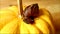 Footage of a brown shell land snail on vivid yellow pumpkin