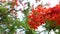 Footage Caesalpinia pulcherrima flowers  blooming branches hanging on tree .
