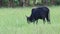 Footage clip A dark black cow tied with a rope It is feed grass easily found in rural Thailand.