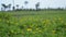 Footage clip video yellow flowers grass and Green grass covering the surface of the soil that begins to dry and crack.