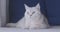 Footage Close up, British Shorthair cat looking at the camera. Cute kitten pet, soft fur, gray white. VDO 4K