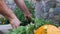 Footage of a farmer washing his organic vegetables and prepares them for sale