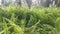 Footage of the fiddlehead fern growing wildly in the palm oil plantation.