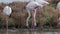 Footage of flamingos looking for food in water