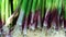 Footage of fresh green organic garlic scallion shoots with white purple bulbs selling at farmers market. Harvest vitamins
