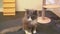 Footage Full HD 1080P. Breed cat, Maine Coon Cat (Felis catus), a large furry cat, sitting in a glass room