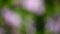 Footage of garden flower bokeh