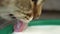 Footage ginger cat drinking milk close up.