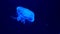 Footage with glowing blue medusas