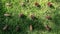 Footage of grass cone tree shadow