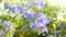 Footage with handheld effect of plumbago shrub with beautiful small blue flowers swaying in the wind on hot summer day. Sunlight